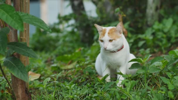 Porträt Einer Niedlichen Gestreiften Katze Die Gras Liegt Katze Blickt — Stockvideo