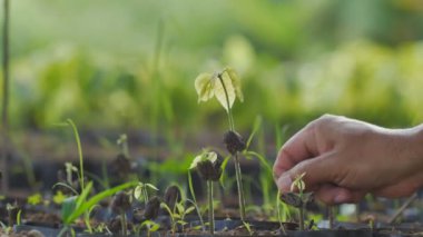Kakao çiftçileri kakao tarlalarından ot çekiyorlar.