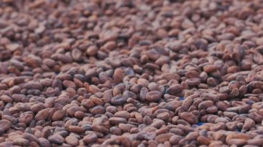 Güneşin altında kurutulmuş kakao çekirdekleri ve kakao çekirdeği seçimi.