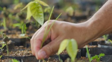 Kakao çiftçileri kakao tarlalarından ot çekiyorlar.