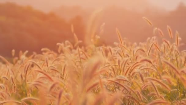 Flores Grama Soprando Vento Estilo Vintage — Vídeo de Stock