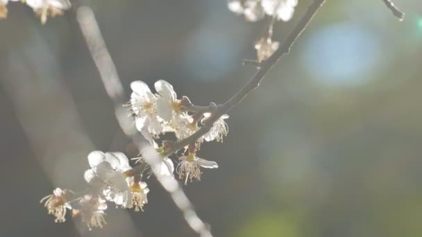 Close Write Plum Flower Blooming Spring — ストック動画