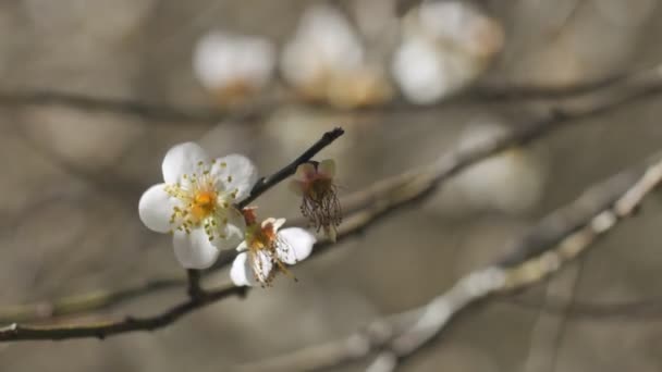 Close Write Plum Flower Blooming Spring — ストック動画