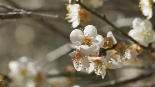 Nahaufnahme Der Frühling Blühenden Pflaumenblüte — Stockvideo