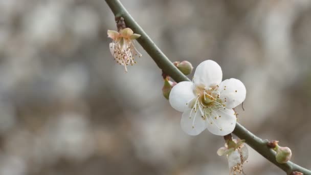 Close Write Plum Flower Blooming Spring — Stock Video