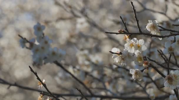 Close Write Plum Flower Blooming Spring — Stock Video