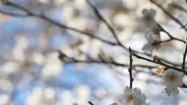 Close Write Plum Flower Blooming Spring — Stock Video