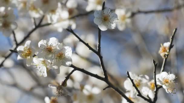 Κοντινό Πλάνο Του Write Plum Λουλούδι Ανθίζει Την Άνοιξη — Αρχείο Βίντεο