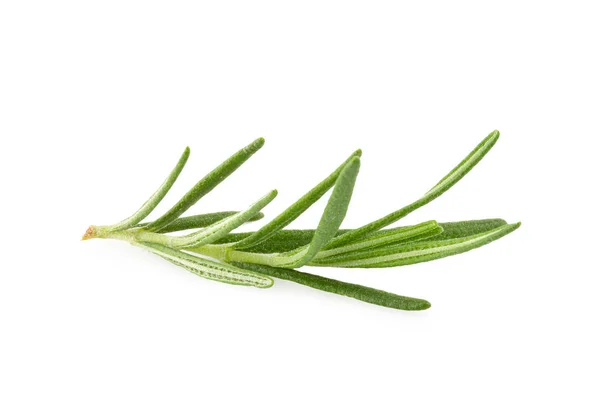 Rosemary fresco isolado em um fundo branco. — Fotografia de Stock