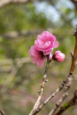 Pembe Erik çiçeğinin baharda açtığı yere. seçici odak