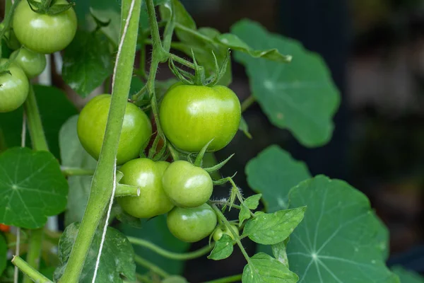 Fresh organic cherry tomatoes on tree in the garden — Stock Photo, Image