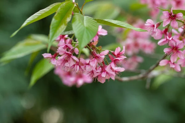 Pink tree of Wild Himalayan Cherry blossom or thai sakura flower — Stock Photo, Image
