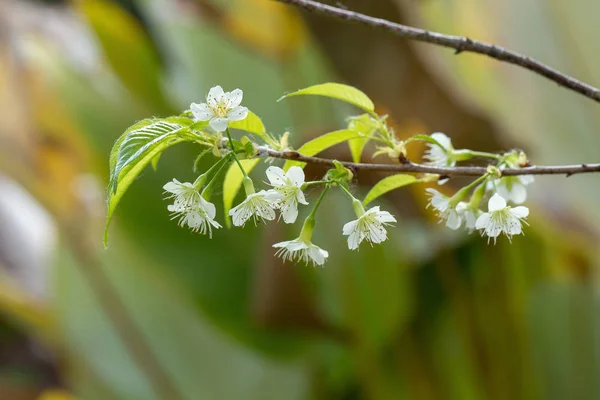 White Wild Himalayan Cherry blossom or thai sakura flower tree a — 스톡 사진