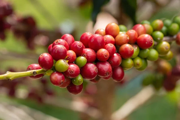 Kirschkaffebohnen auf dem Zweig der Kaffeepflanze — Stockfoto