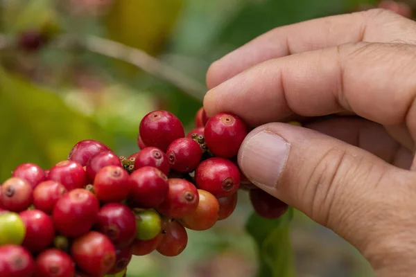 Productor de café recogiendo granos de cereza maduros para cosechar — Foto de Stock
