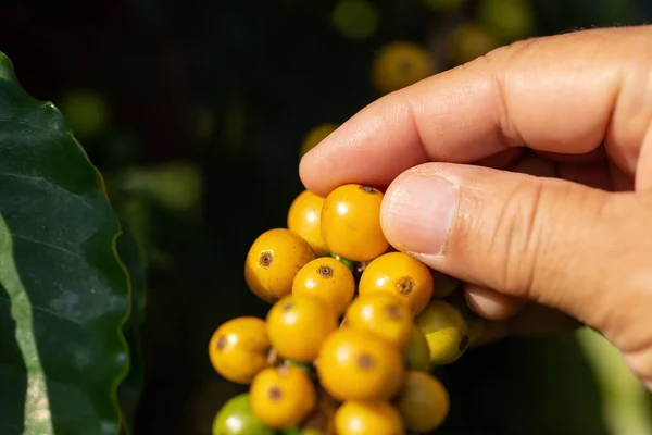 Productor de café recogiendo cereza amarilla madura CatiMor Granos de café — Foto de Stock