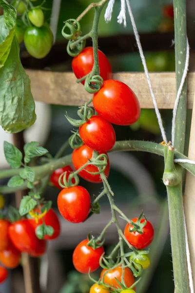 Tomates cereja orgânicos frescos na árvore no jardim — Fotografia de Stock