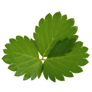 çilek yaprağı izole beyaz bir arka plan üzerinde