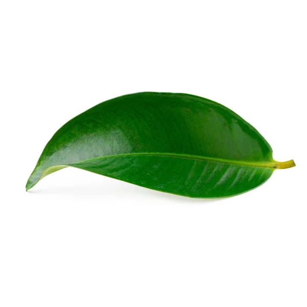 Mangostan Blätter isoliert auf weißem Hintergrund — Stockfoto