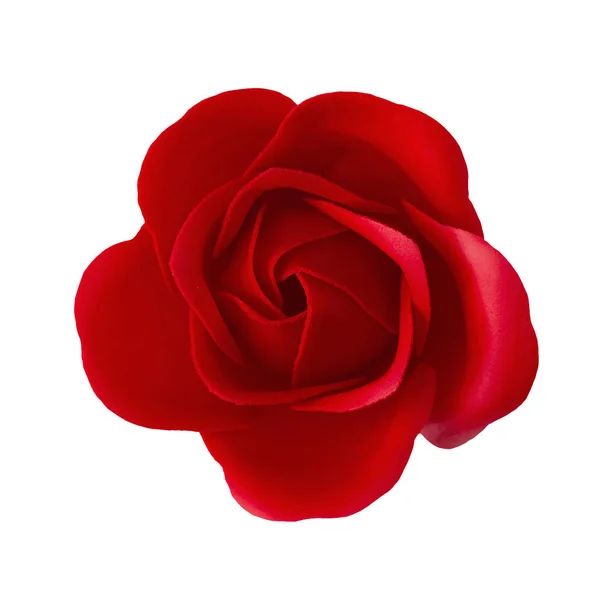 Red rose blossom isolated on white background. — Stock Photo, Image