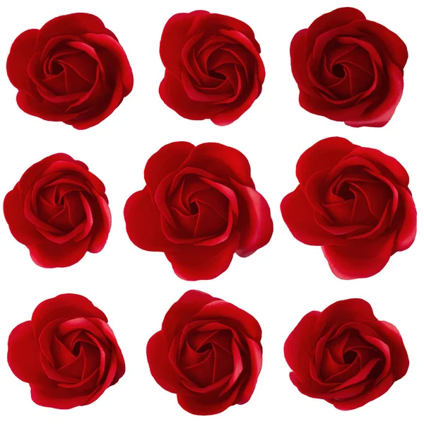 红色玫瑰花朵，白色背景隔离. — 图库照片