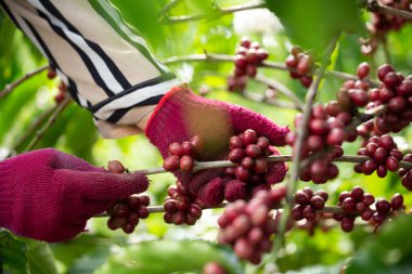 Coffee farmer picking ripe robusta coffee berries for harvesting clipart