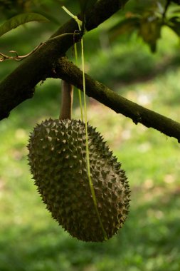 Durian meyveleri Bahçedeki Yüksek Ağaç 'ta asılı