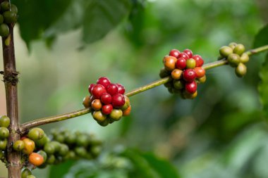 Robusta, kahve ağacında kırmızı vişneli kahve çekirdeği.