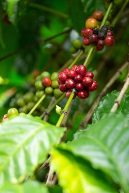 Robusta, kahve ağacında kırmızı vişneli kahve çekirdeği.