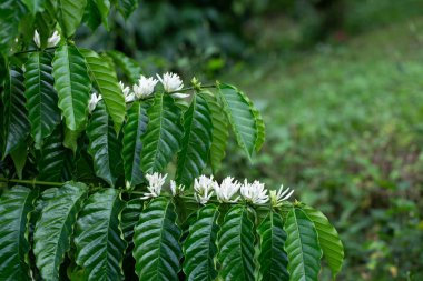 Kahve çiçekleri çiçek açar. Kahve ağacı yakından görünür.