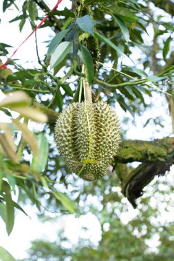 Durian meyveleri Bahçedeki Yüksek Ağaç 'ta asılı