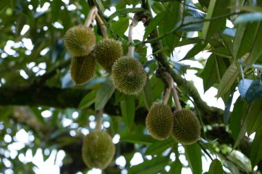 Durian meyveleri Bahçedeki Yüksek Ağaç 'ta asılı