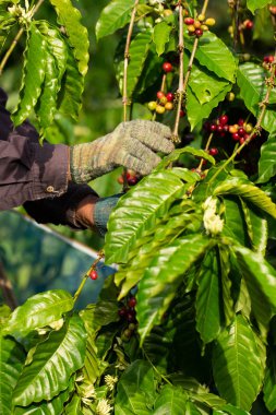 Kahve çiftçisi hasat için olgun meyveleri topluyor.