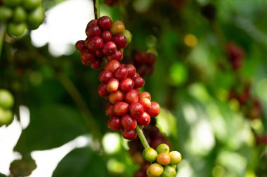 Robusta, kahve ağacında kırmızı vişneli kahve çekirdeği.