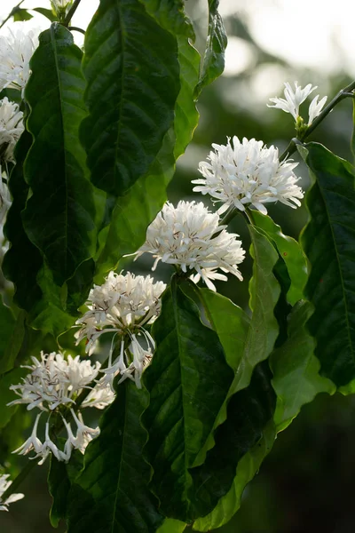 Fleurs de café fleurissent sur Arbre à café vue rapprochée — Photo