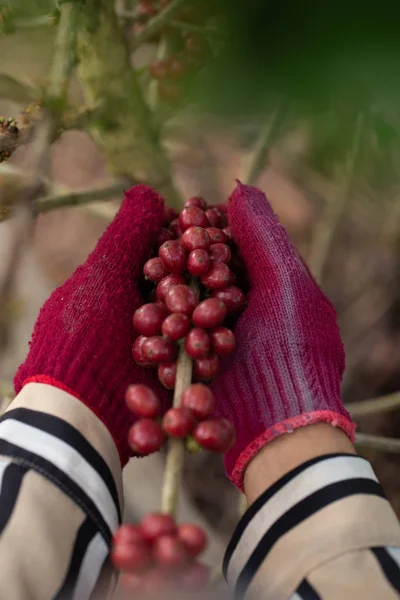 Productor de café recogiendo bayas robustas maduras para cosechar —  Fotos de Stock