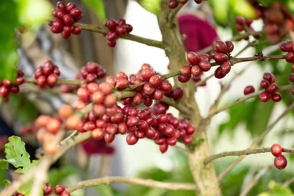Robusta, grano de café rojo cereza en árbol de café —  Fotos de Stock