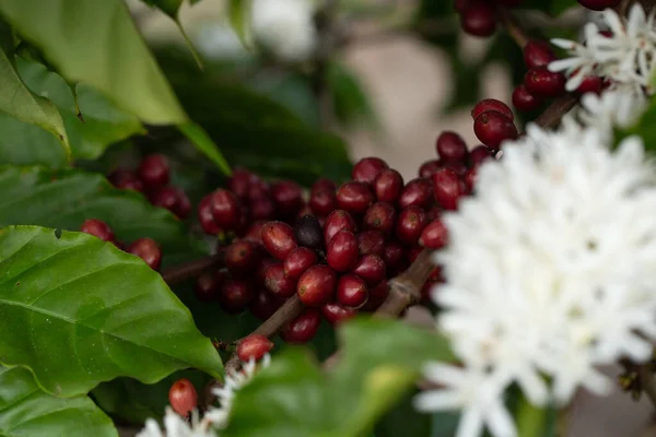 Robusta, rode kersenkoffieboon op koffieboom — Stockfoto