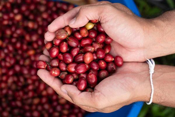 Productor de café recogiendo bayas robustas maduras para cosechar — Foto de Stock