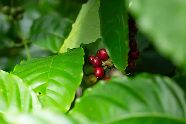 Robusta, rode kersenkoffieboon op koffieboom — Stockfoto