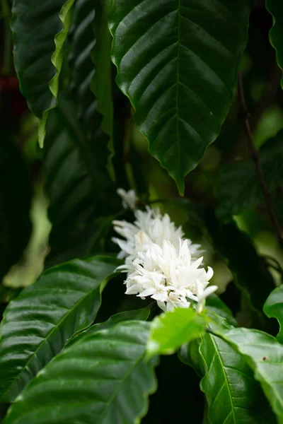Fleurs de café fleurissent sur Arbre à café vue rapprochée — Photo