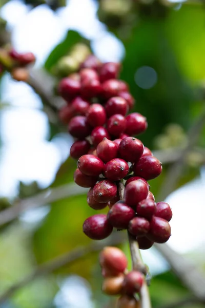 Robusta, rode kersenkoffieboon op koffieboom — Stockfoto