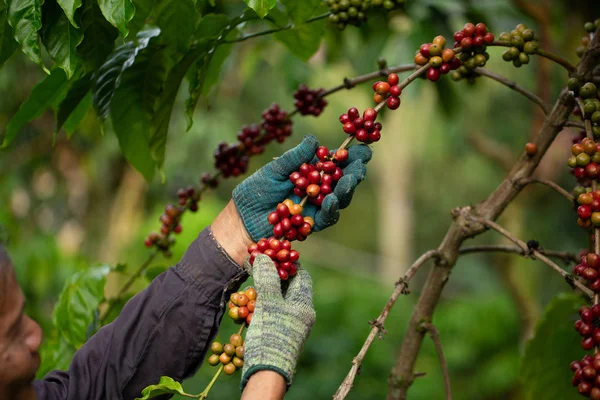 Fazendeiro de café colhendo bagas de café robusta maduras para colheita — Fotografia de Stock