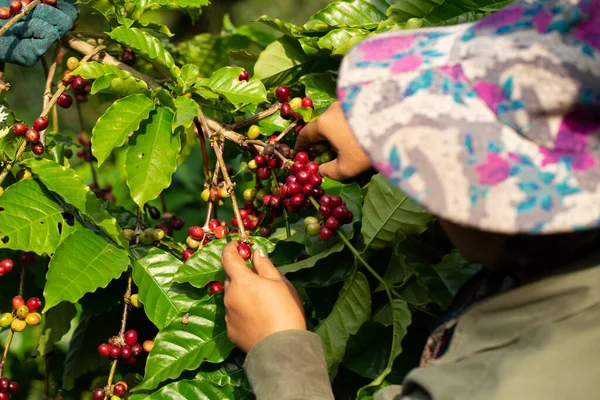 Productor de café recogiendo bayas robustas maduras para cosechar — Foto de Stock