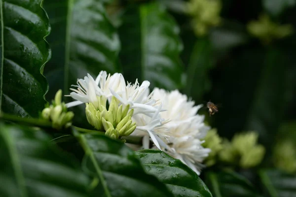 Koffie Bloemen bloeien op Koffie boom van dichtbij bekijken — Stockfoto