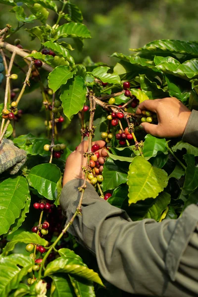 Productor de café recogiendo bayas robustas maduras para cosechar — Foto de Stock