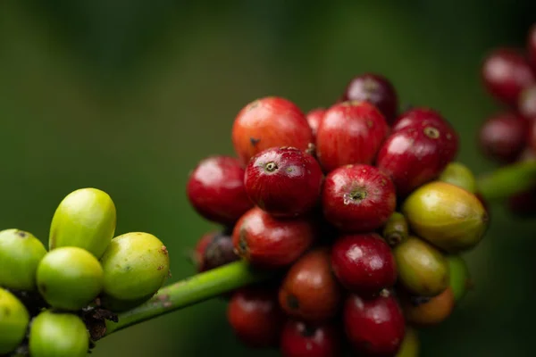 Robusta, rote Kirschkaffeebohne auf Kaffeebaum — Stockfoto