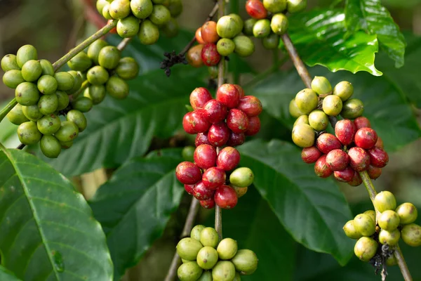 Robusta, rote Kirschkaffeebohne auf Kaffeebaum — Stockfoto
