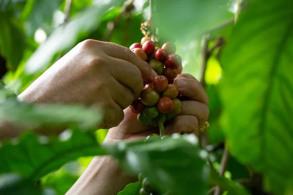 Productor de café recogiendo bayas robustas maduras para cosechar —  Fotos de Stock