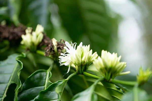 Kávé Virágok virágzik a kávé fa közeli kilátás — Stock Fotó